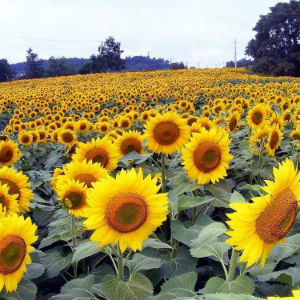 sunflowers-walk-of-hope